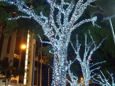Trees holiday lights installation in Florida
