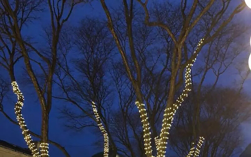Tree Lighting